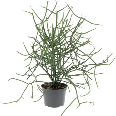 Euphorbia Tirucalli - Piante Grasse Vere da Interni - Pianta Succulenta - H 30-40 cm Ø 12 cm (1/3)