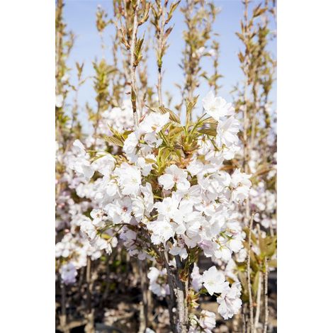 Japanische Säulenkirsche 'Amanogawa' Prunus serrulata 'Amanogawa' CAC 7L 60- 100 (1/5)