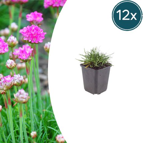 Lot de 12 Armeria maritima 'Splendens' Gazon d'Espagne Vivace Fleurs Roses 10-25 cm Ø9 cm - PANGIVO (1/5)