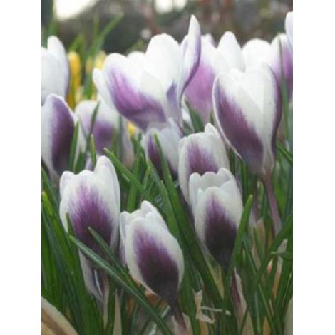 Crocus chrysanthus 'Prins Claus' Bulbe calibre 6+ (par 30) (1/3)