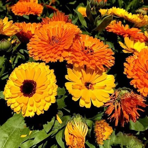 1000 graines de souci orange, graines de chrysanthème, graines de fleurs, taux de germination élevé, adaptées aux jardins (1/5)