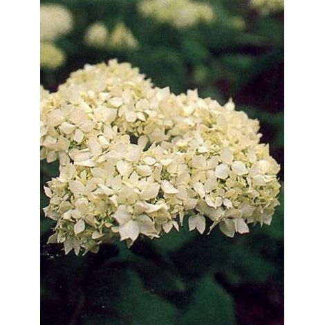 Hortensia de Virginie 'Grandiflora'