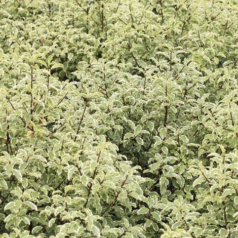 Pittosporum de Nouvelle-Zélande 'Variegatum' (Pittosporum tenuifolium 'Variegatum')
