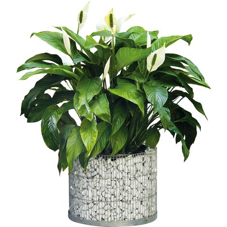 Bellissa Gabione rund Ø40cm Pflanzgabione Gartenteich Gabionentopf Steinkorb (1/5)