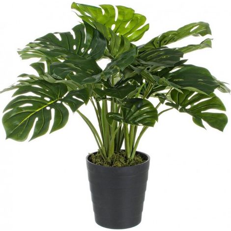 2x Philodendron Pflanze C-Vase 24Blätter H65Cm (1/2)