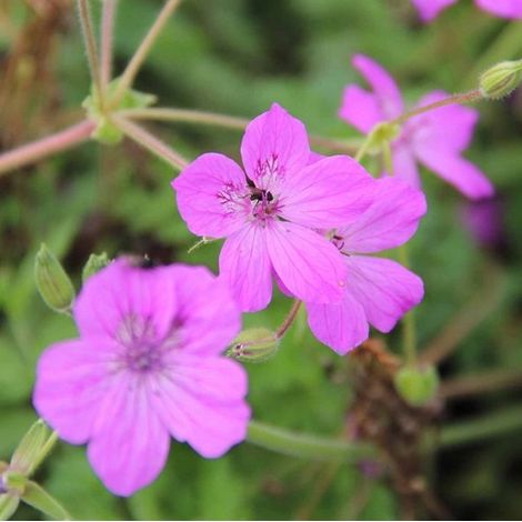 4 x Érodium de Manesceau - Erodium manescavii - godet 9x9 cm (1/4)