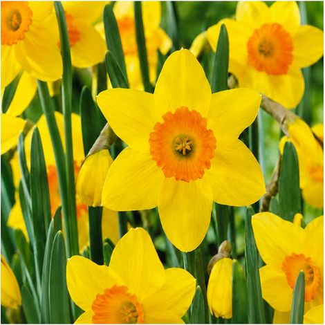 Narcisse Red Devon Sgaravatti 5 bulbes jaunes à couronne rouge, floraison bicolore pour massifs et bouquets - 617263 (1/2)