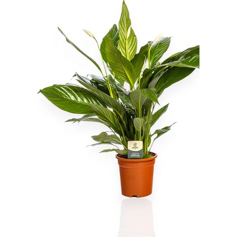 Gardenaria Spathiphyllum 'Sweet Lauretta' - Pianta da interno ornamentale - Altezza: 80 cm (vaso 19)