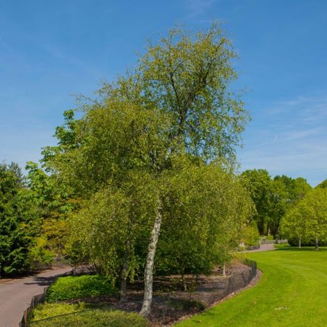 Pépinières Naudet – Bouleau pubescent (Betula pubescens) – Arbre ornemental à écorce blanche – Résistant aux sols humides – Hauteur 20/40cm