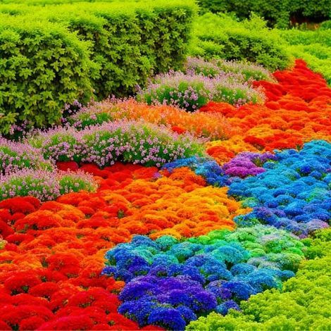 Thym Aromatique – 10000 graines pour plantation en potager et jardin d’herbes-multicolore