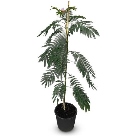 Arbre à soie - Albizia Julibrissin « Ombrella » - Arbre résistant (1/4)