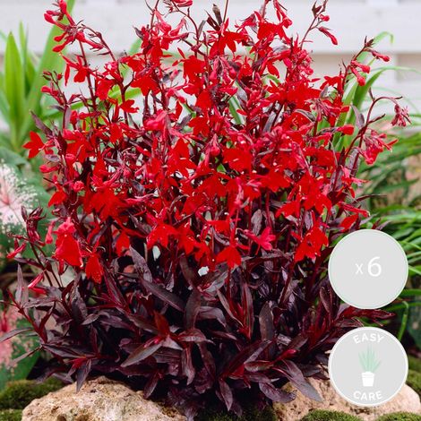 Bloomique - Lot de 6 - Lobelia Queen Victoria - Lobélie cardinalis - Lobélie écarlate - Rouge - Plantes de bassin - Plantes aquatiques - Rustique - Hauteur 20-30 cm - Pot 9 cm