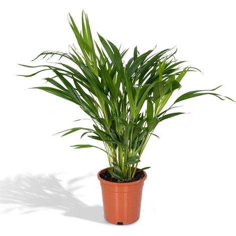 Dypsis Lutescens Plante d’intérieur Palmier Areca feuillage vert Pot 17 cm Hauteur 60 cm - PANGIVO (1/5)