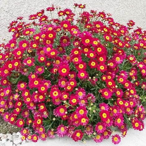 Graines de petites marguerites rouges Soleil Ardent 2000 – Floraison Abondante – Mélange Non-OGM – Convient pour le jardin, le balcon et les pots – Décoration de jardin extérieure – Prairie de fleurs (1/5)