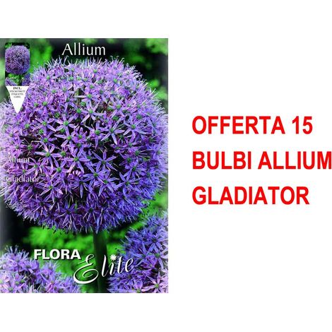 OFFERTA 15 BULBI ALLIUM GLADIATOR