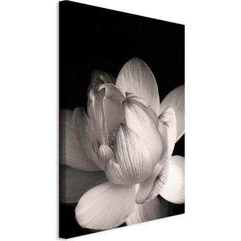 Immagine - La delicatezza dei petali in natura (1 parte) - fiore in bianco e nero (1/5)