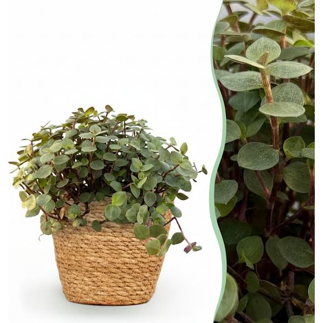 Plante d'intérieur Calissia repens Herbe à chat Amie des Animaux avec Panier Vert Pot 12cm - PANGIVO (1/5)
