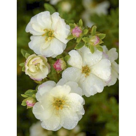 Potentille arbustive 'Double Punch Cream' Pot de 3L/4L