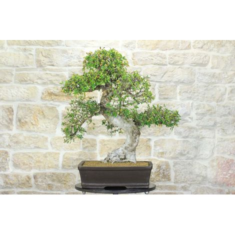 Bonsai di Zelkova Parvifolia (94)
