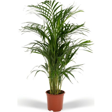 Palmier Areca (Dypsis lutescens) plante verte d’intérieur, pot 19 cm, hauteur 85 cm - PANGIVO (1/5)