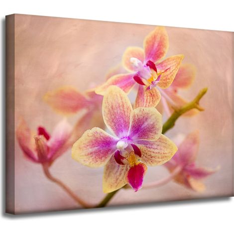 Impression sur toile Botanique Fleur Orchidée 40x30 cm