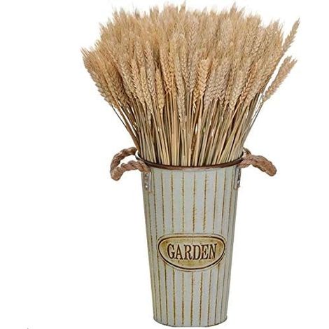 MINKUROW 100 Pezzi Fiori Di Grano Essiccati Naturali, Bouquet Di Fiori Di Grano Steli Di Grano Essiccati Spighe Di Grano Essiccate Covoni Di Grano Essiccati Per Tavolo Di Casa Balcone Bouquet Di Fiori (1/5)