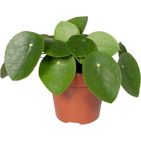 Pilea Peperomioides Plante d’Intérieur Dépolluante Feuillage Vert Pot 12 cm Hauteur 20 cm - PANGIVO (1/5)