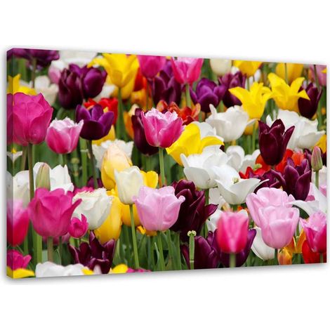 Tableau sur toile Tulipes multicolores Prairie Fleurs 90x60 (1/5)