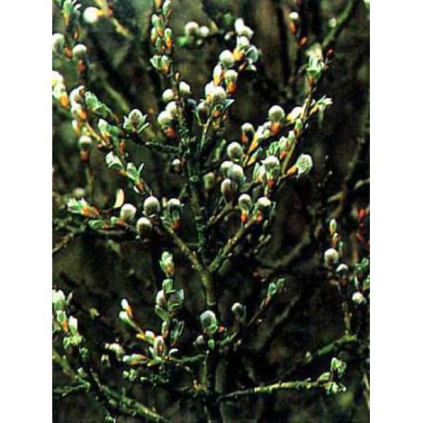 Saule suisse Pot de 2L/3L (1/4)