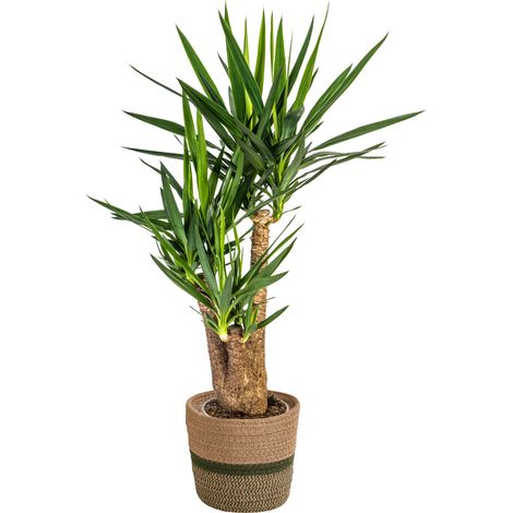 Yucca Elephantipes Ramifiée Plante d'Intérieur Décorative Pot Ø24cm Hauteur 80-100cm - PANGIVO (1/5)