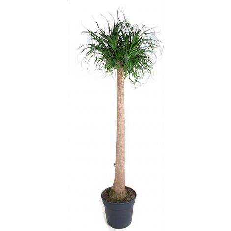 Beaucarnea Recurvata XXL - Pied d'éléphant - Plante d'intérieur naturelle - Hauteur 180 cm - PANGIVO