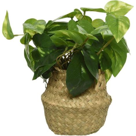 Pothos artificiale con cesto