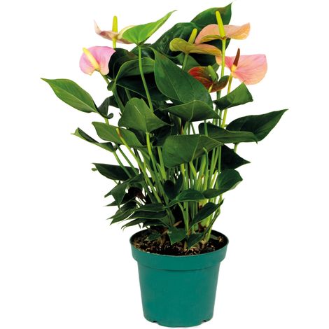 Bloomique - Anthurium - Plante flamant rose - Rose - Plante d’intérieur - Dépolluante - 40-60 cm de haut - Pot 14 cm (1/5)