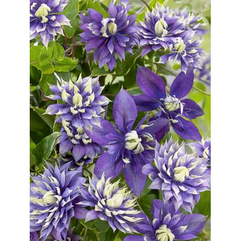 Clématite 'Taiga ' Pot de 1,5L/2L