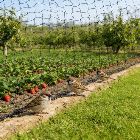 49 x49 Ft Bird Netting Heavy Duty Nylon 1" Mesh Garden Netting with 10 Ground Stakes and 50 Fastening Ties Protect Fruit Trees, Plants and Vegetables (1/5)