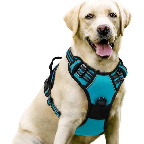 harnais chien – Harnais pour chien moyen à grand – Réglable et réfléchissant – Attache avant pour anti traction – Taille L, tour de cou 46-66 cm, tour de poitrine 38-89 cm-Bleu paon