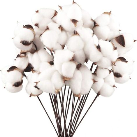 Fleurs De Coton Séchées - 20 Pièces Naturelles Blanches - Décoration Végétale Pour Balcon Maison Bureau
