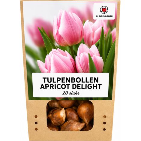 20 Bulbes de Tulipes Apricot Delight Rose et Abricot pour Jardin et Pots Taille 11/12 - PANGIVO (1/5)
