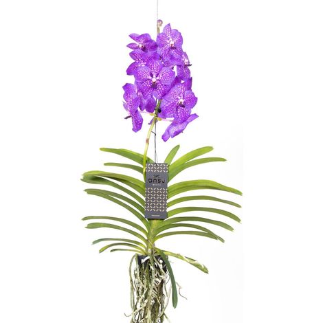 Gardenaria Vanda 'New Blue' - Pianta da interno ornamentale - Altezza: 80 cm (vaso 15) (1/5)