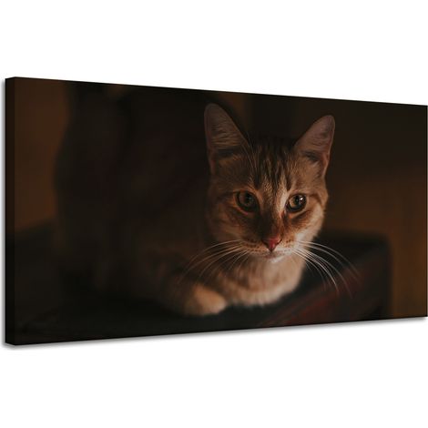 Leinwanddruck Tiere Hauskatze 120x60 cm