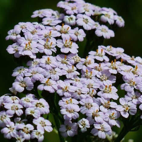 Achillée millefeuille Lilac Beauty/Godet