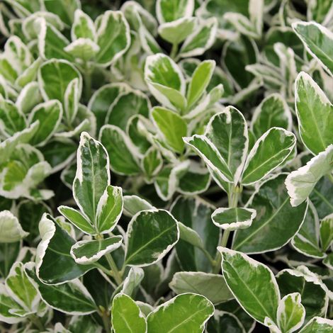 Fusain du Japon  - Euonymus japonicus 'Kathy'  - 20-30 cm pot
