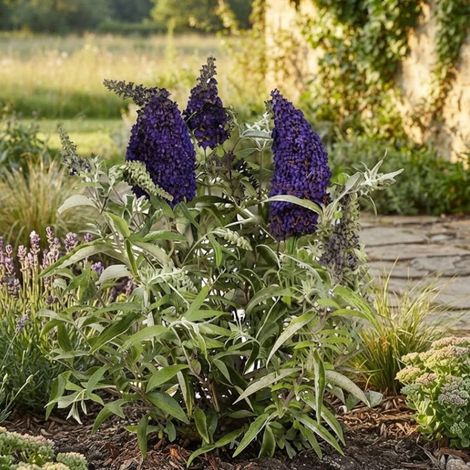 Arbre aux papillons Buzz™ Midnight 'Tobudmidni'/Pot de 3L - 20/40 cm (1/3)