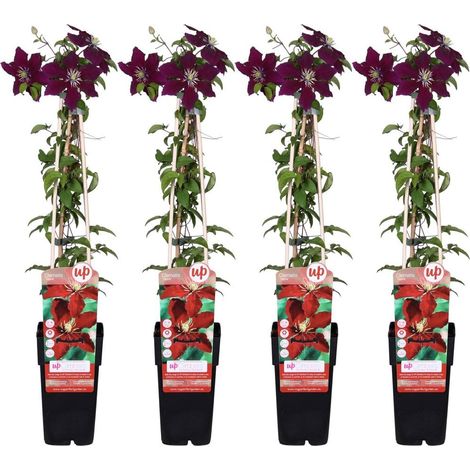 Clematis Niobe Lot de 4 Plantes Grimpantes à Grandes Fleurs Rouges 65 cm Pot 15 cm - PANGIVO