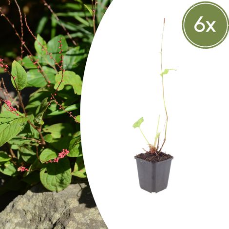 Lot de 6 Persicaria amplexicaulis 'Speciosa' Renouée Rouge Foncé Vivace Jardin 10-25 cm Ø 9 cm - PANGIVO (1/5)