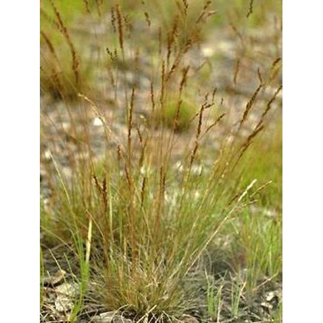 Fétuque ovine, Pourret Godet de 8/9 cm (1/3)
