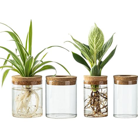 Station de propagation en verre pour plantes - vase de bureau, ensemble de vases de propagation - 2 grands et 2 petits (4 pièces) (1/5)