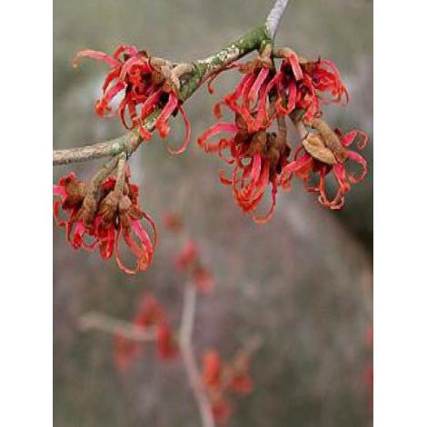 Noisetier de sorcière 'Diane' Pot de 4L/5L (1/4)