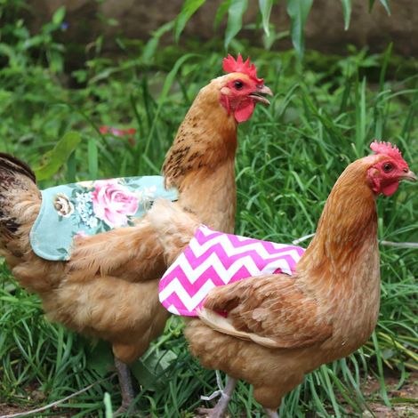 Tablier protecteur pour poules, selle de poulet, protège-plumes pour volaille, cape anti-picage, lot de 2, taille unique, résistant et lavable. (1/5)