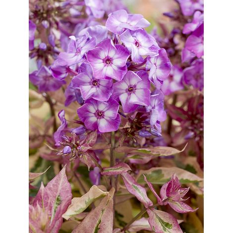 Phlox 'Olympus' Godet de 8/9 cm (1/2)